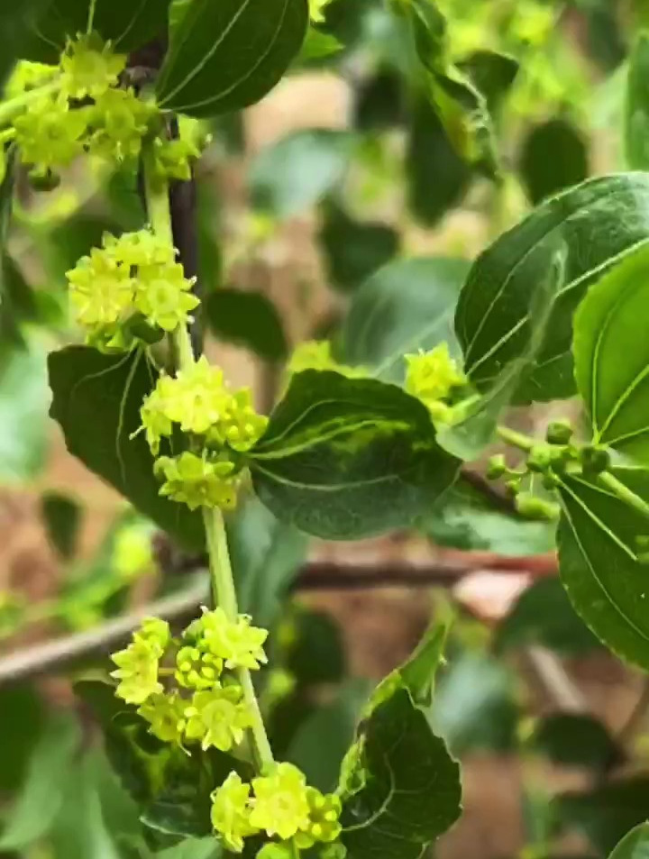 枣树环割后喷洒齿霉酸,能够促进果实授粉提高坐果率