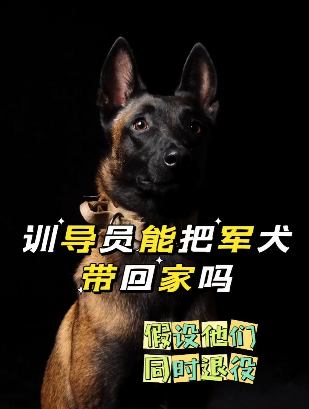 训导员有权利把军犬带回家吗假设他们同时退伍?