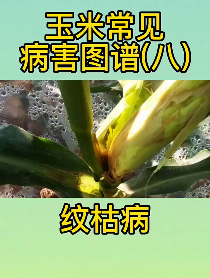 玉米常见病害——纹枯病