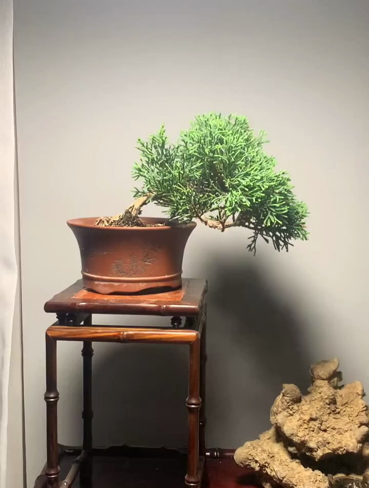 真柏盆景制作技巧分享,济州真柏 盆养2年了