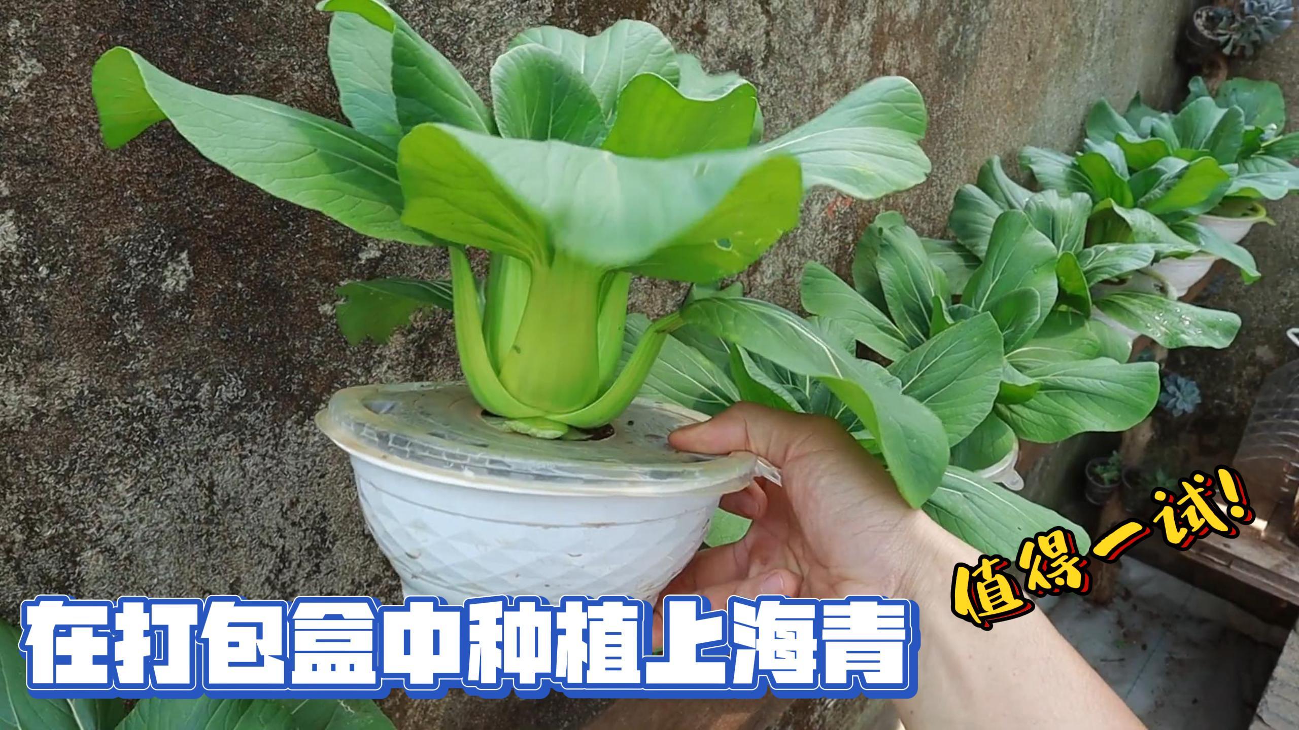 废弃的打包盒别扔,用来种植上海青小油菜,效果非常好方法简单!