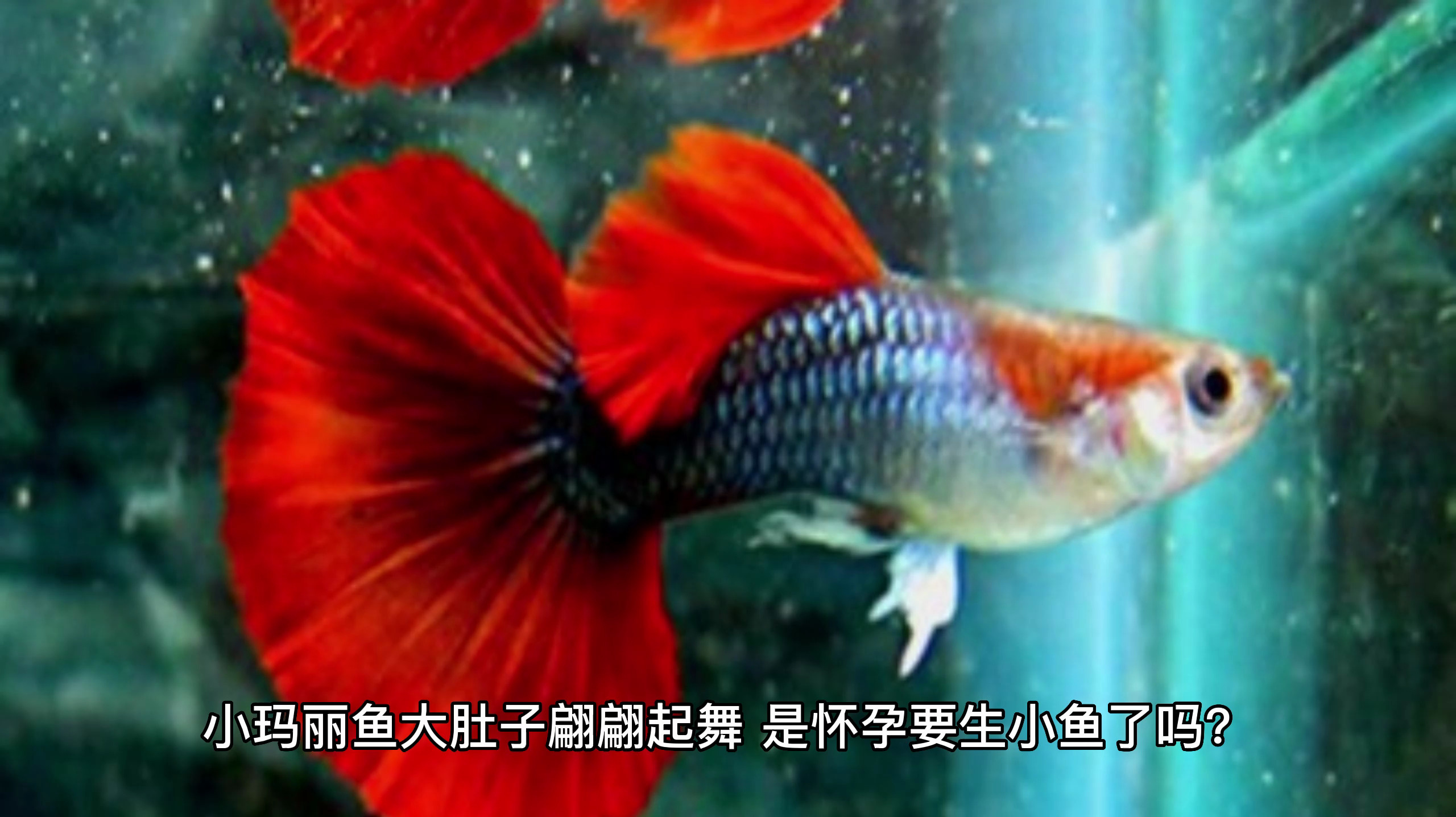 如何判断玛丽鱼要生了