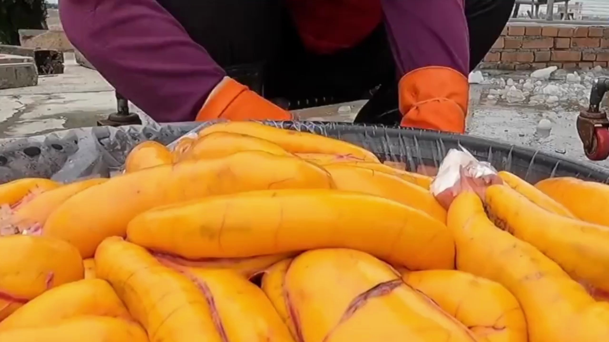 最贵鱼货之一的乌鱼子,因为中国高效的养殖业彻底泛滥了1