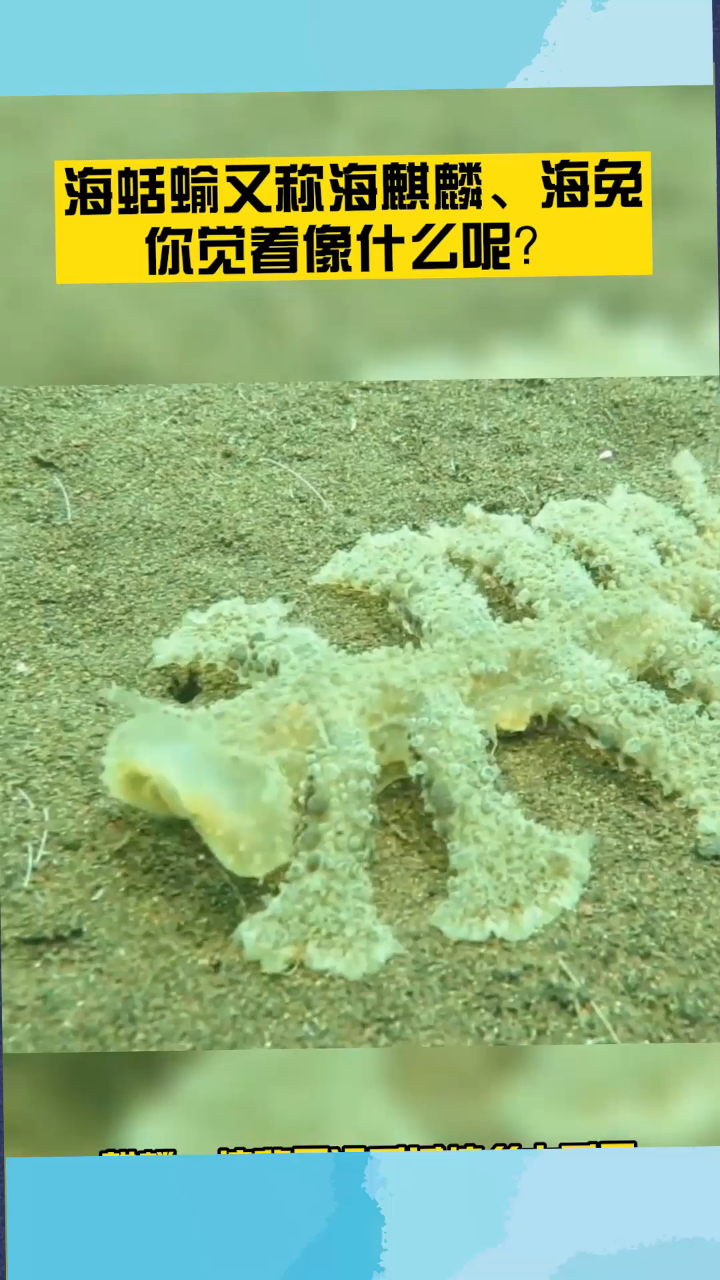 海蛞蝓又称海麒麟海兔你觉着像什么呢