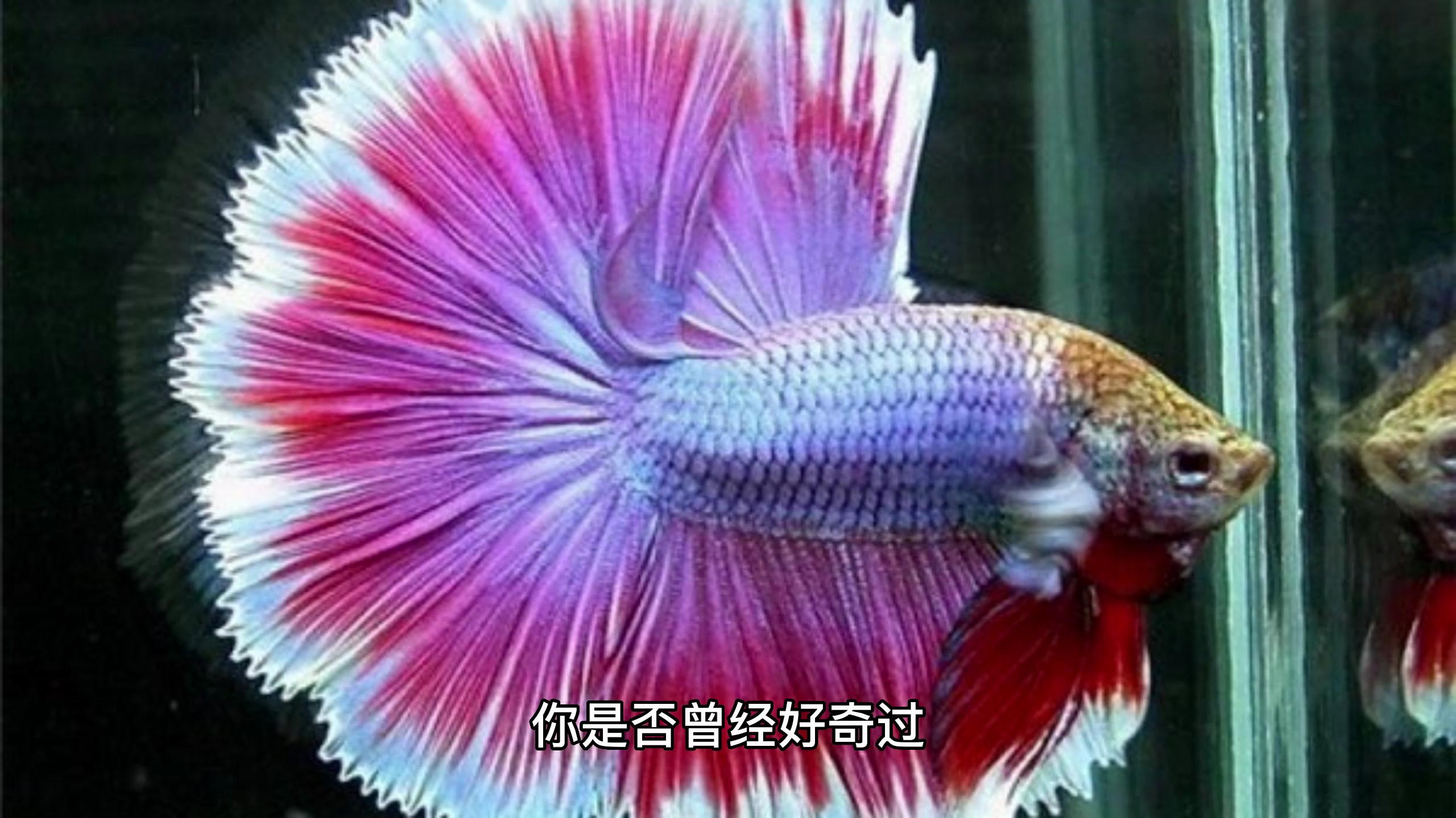 母斗鱼怎么看有没有卵