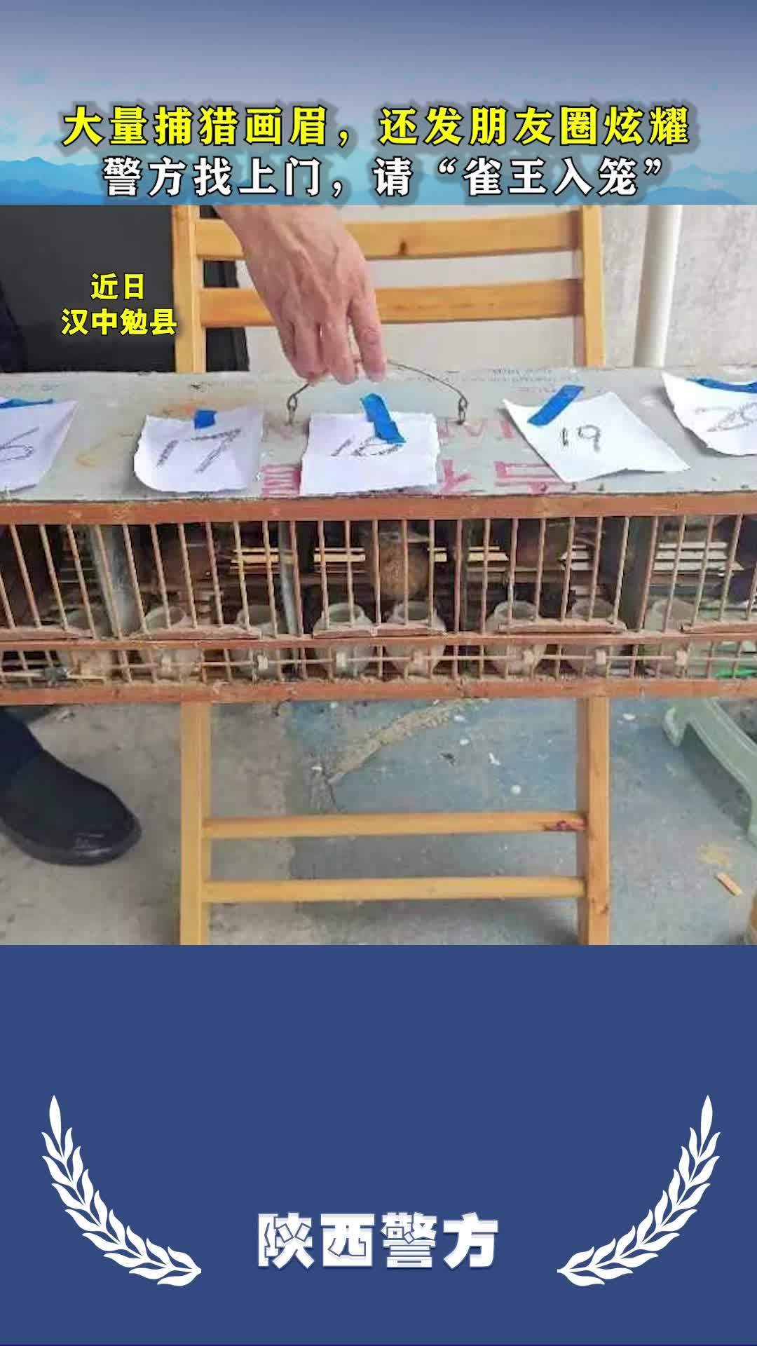 画眉是国家保护动物,捕猎售卖犯法 汉中头条
