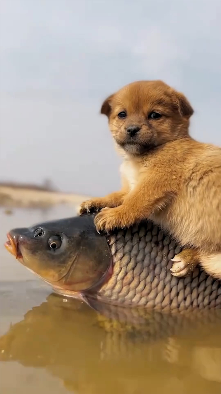 可爱萌宠,骑在鱼身上的狗狗