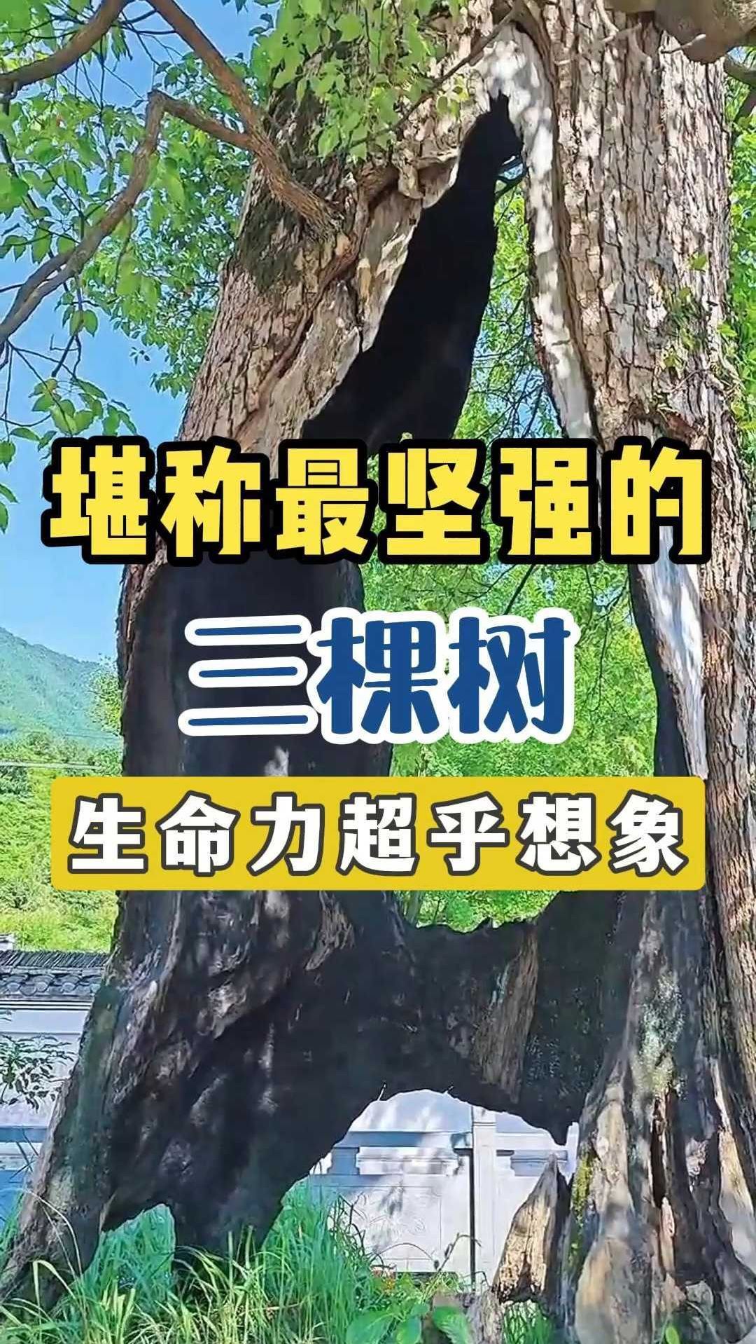 堪称最坚强的三棵树不得不说大自然的生命力顽强得超乎想象