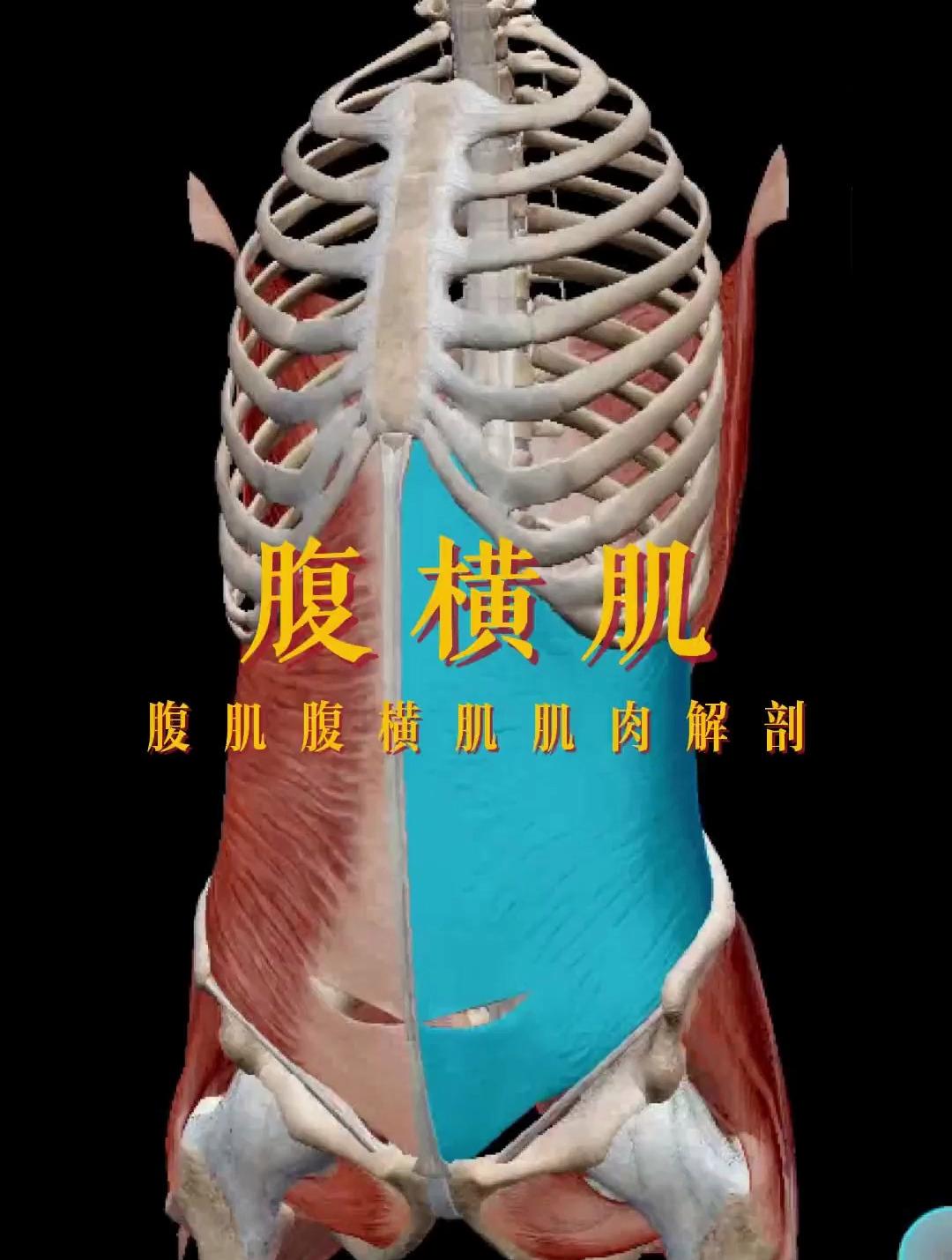 腹肌腹横肌肌肉解剖