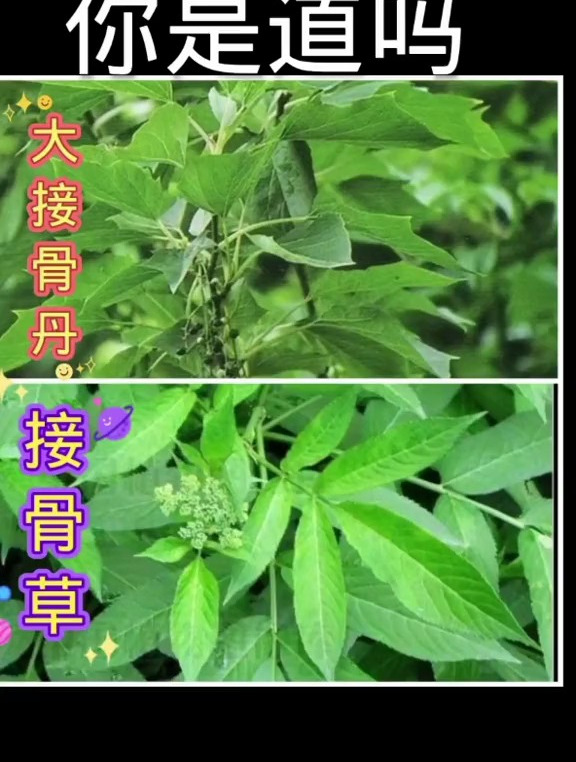 中草药材 中药本草 中药两种接骨丹
