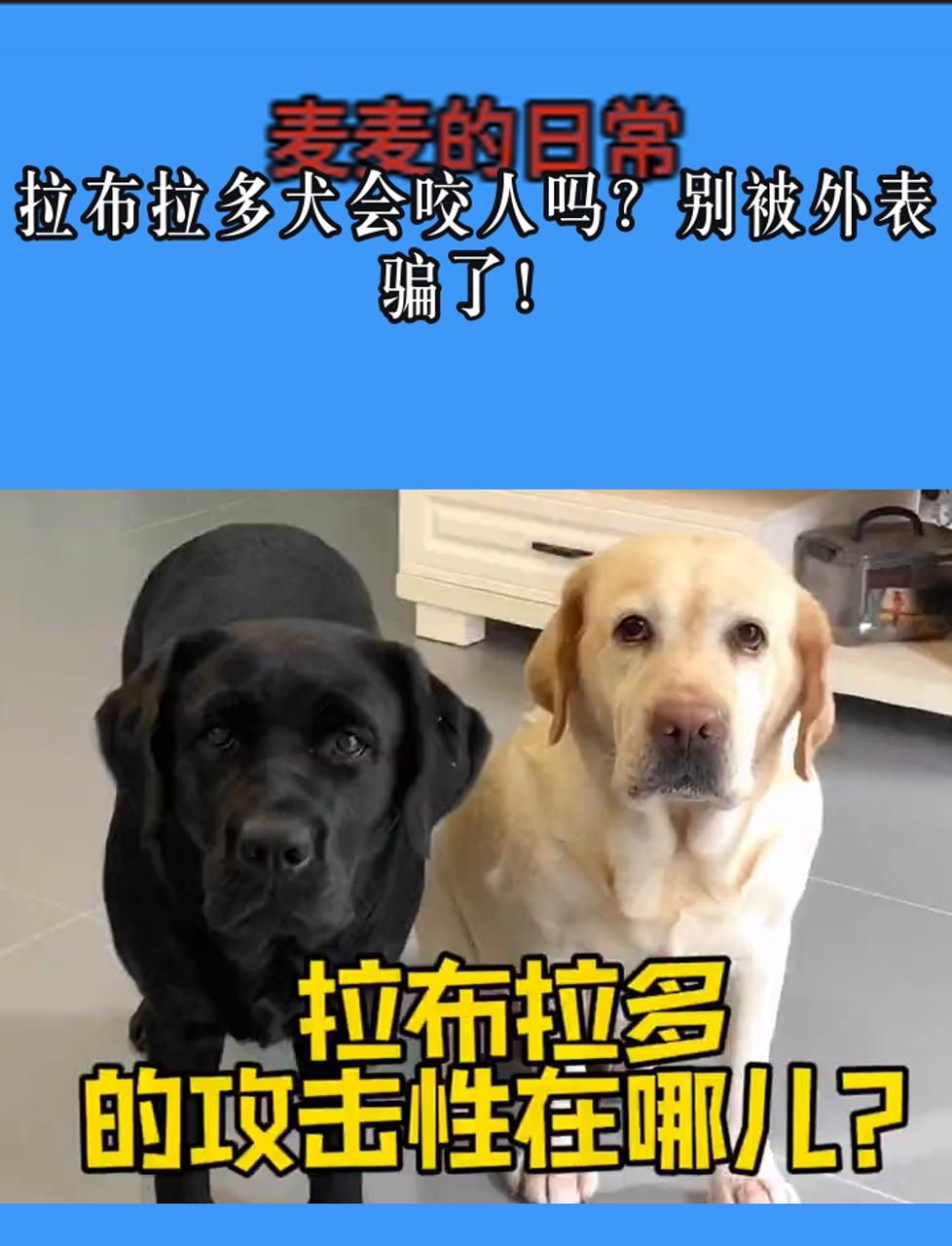 拉布拉多犬会咬人吗?别被外表骗了!