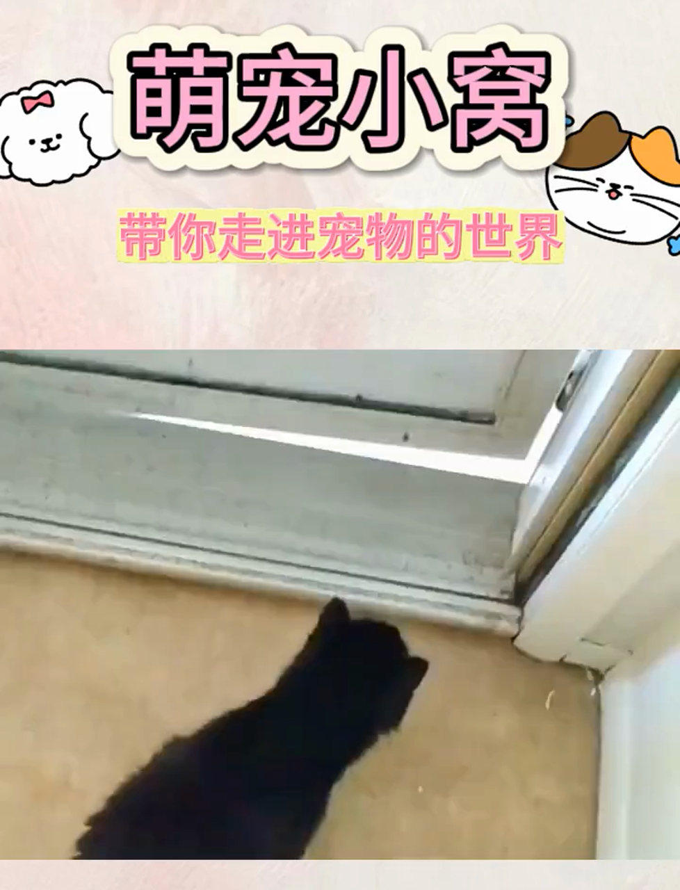 喵星人怒吼:别学我的错误示范