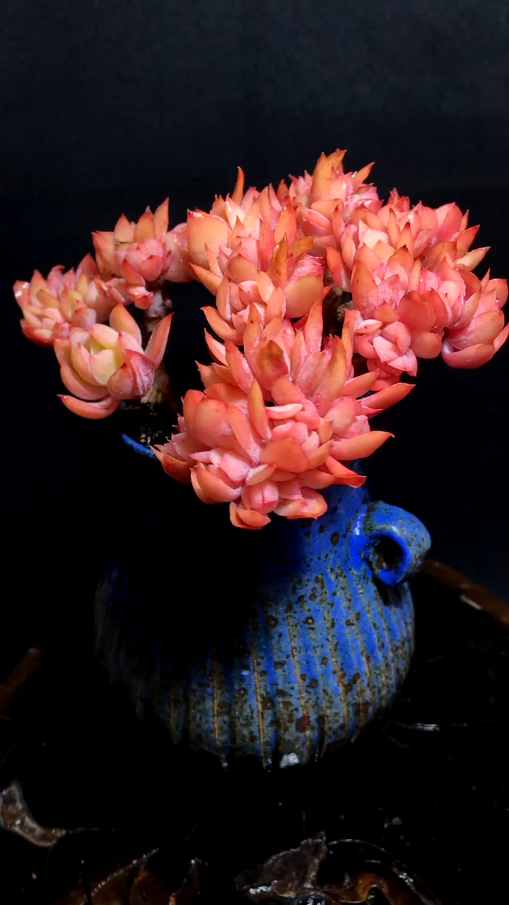 多肉植物 绮罗缀化