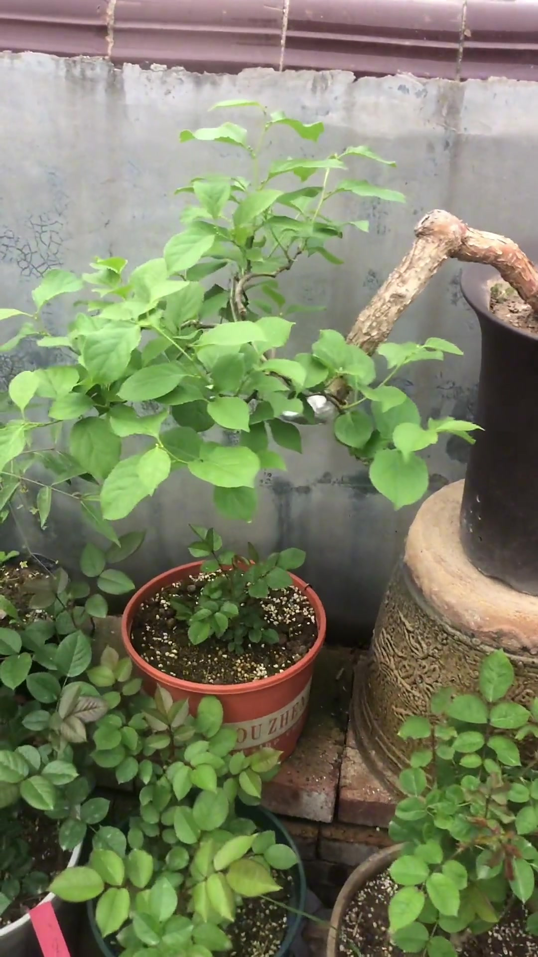 南蛇藤花苞满满,观果树种,耐寒皮实好养 养花 盆景 感谢-度小视