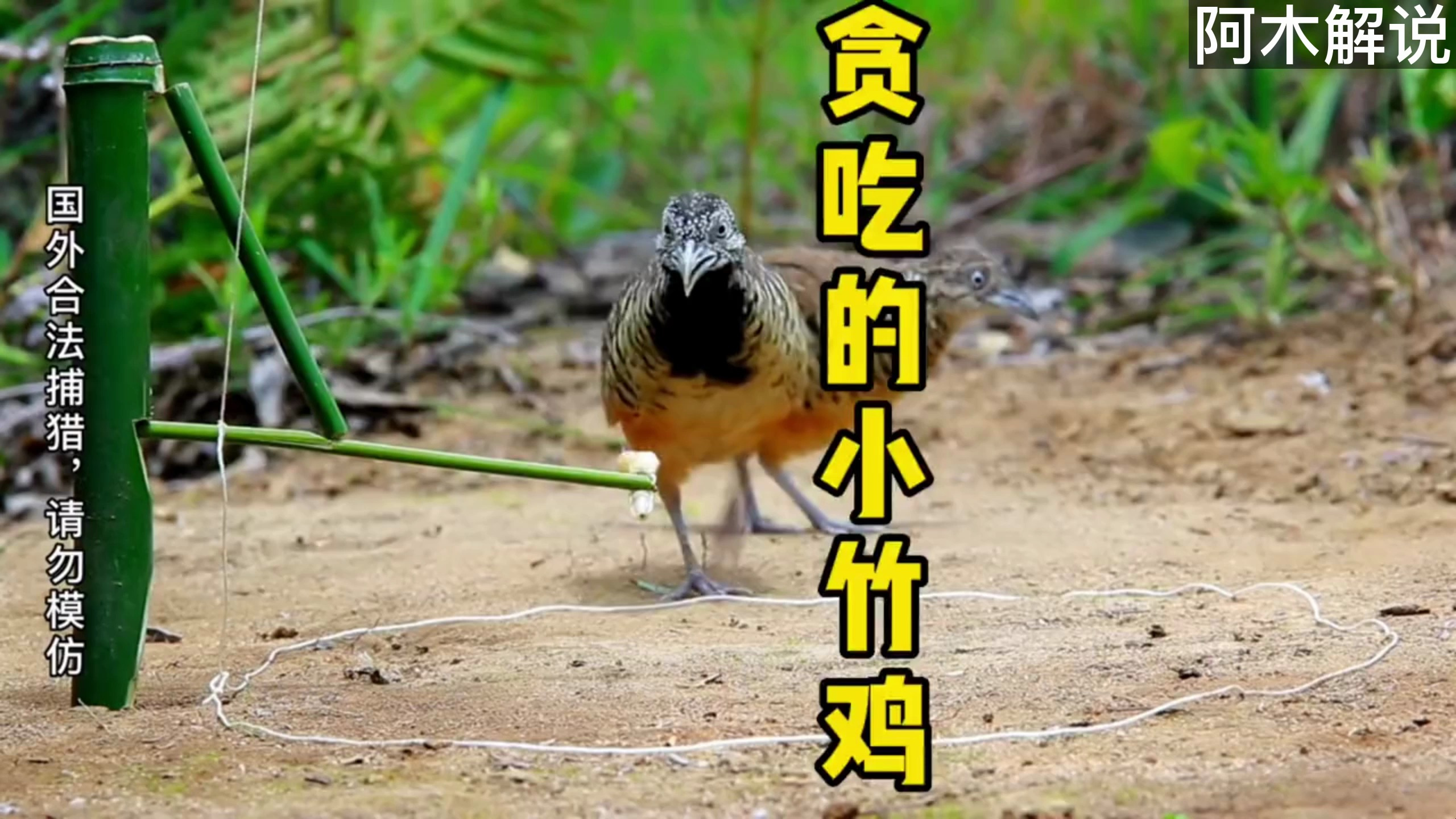 小哥自制陷阱,捕捉贪吃的小鸡,效果极高!