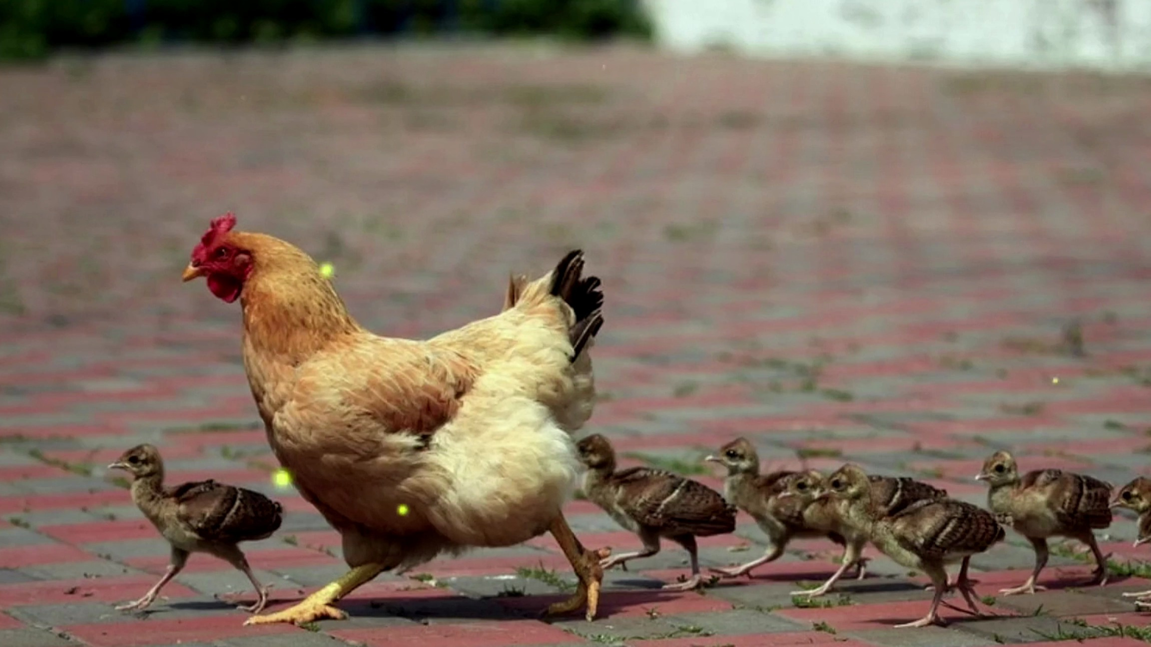 为什么下完蛋 母鸡要咯咯叫