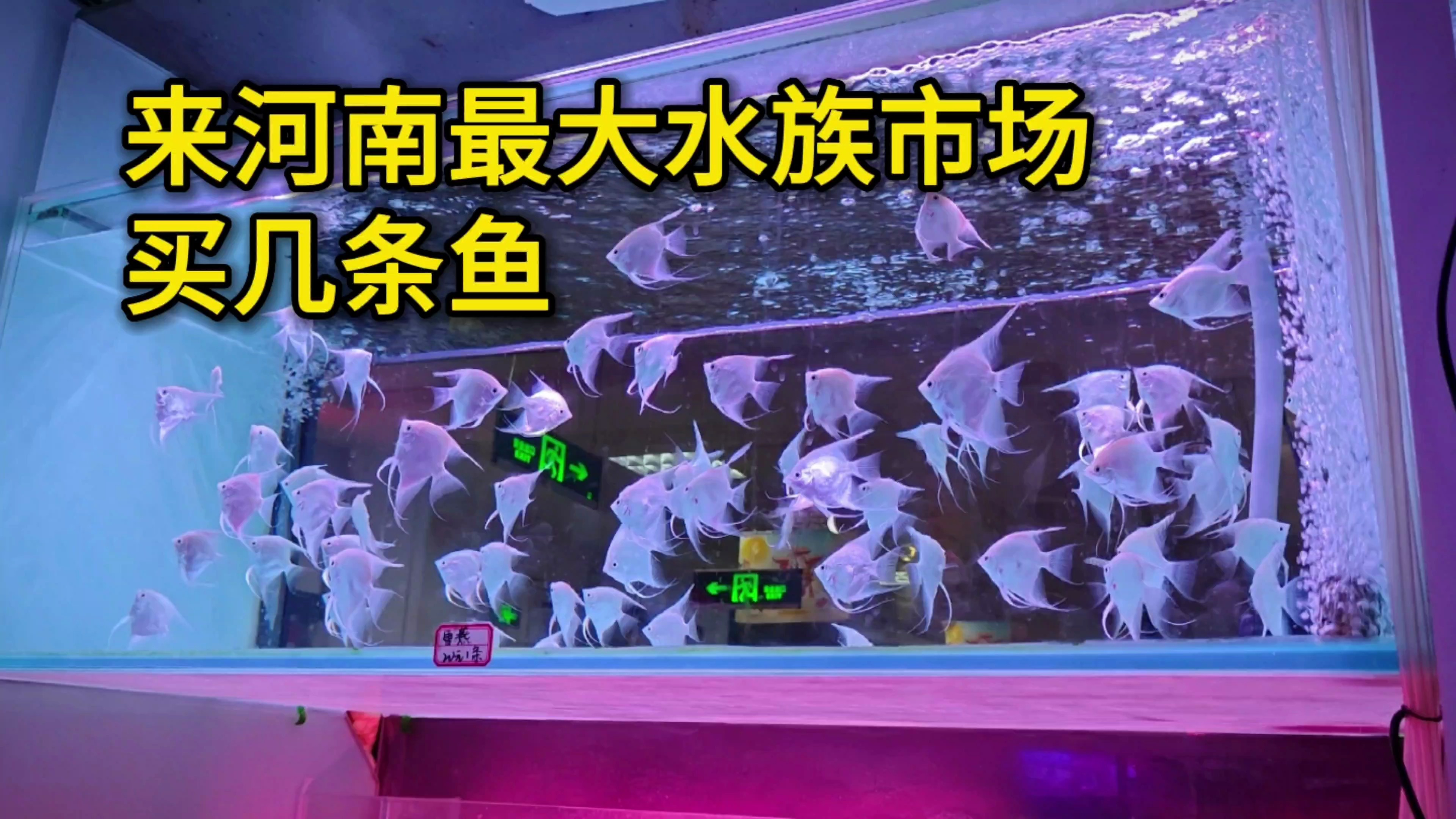 找遍了河南最大的水族市场,这种观赏鱼只有一家店卖