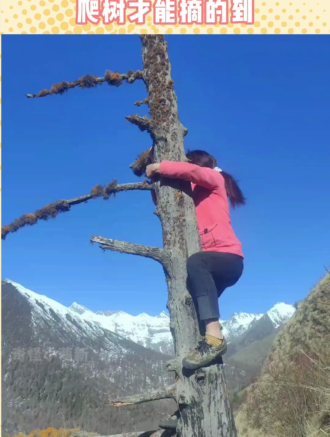 美女来海拔千米山上采雪茶,天气冷才发芽,爬树才能摘的到!