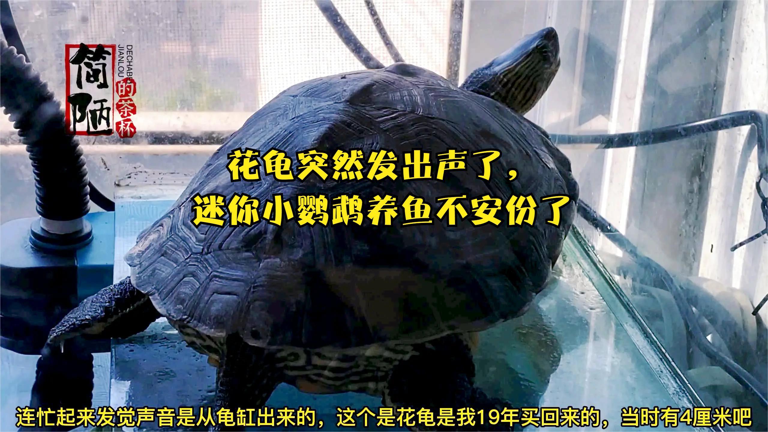 花龟突然发出声了,迷你小鹦鹉养鱼不安份了