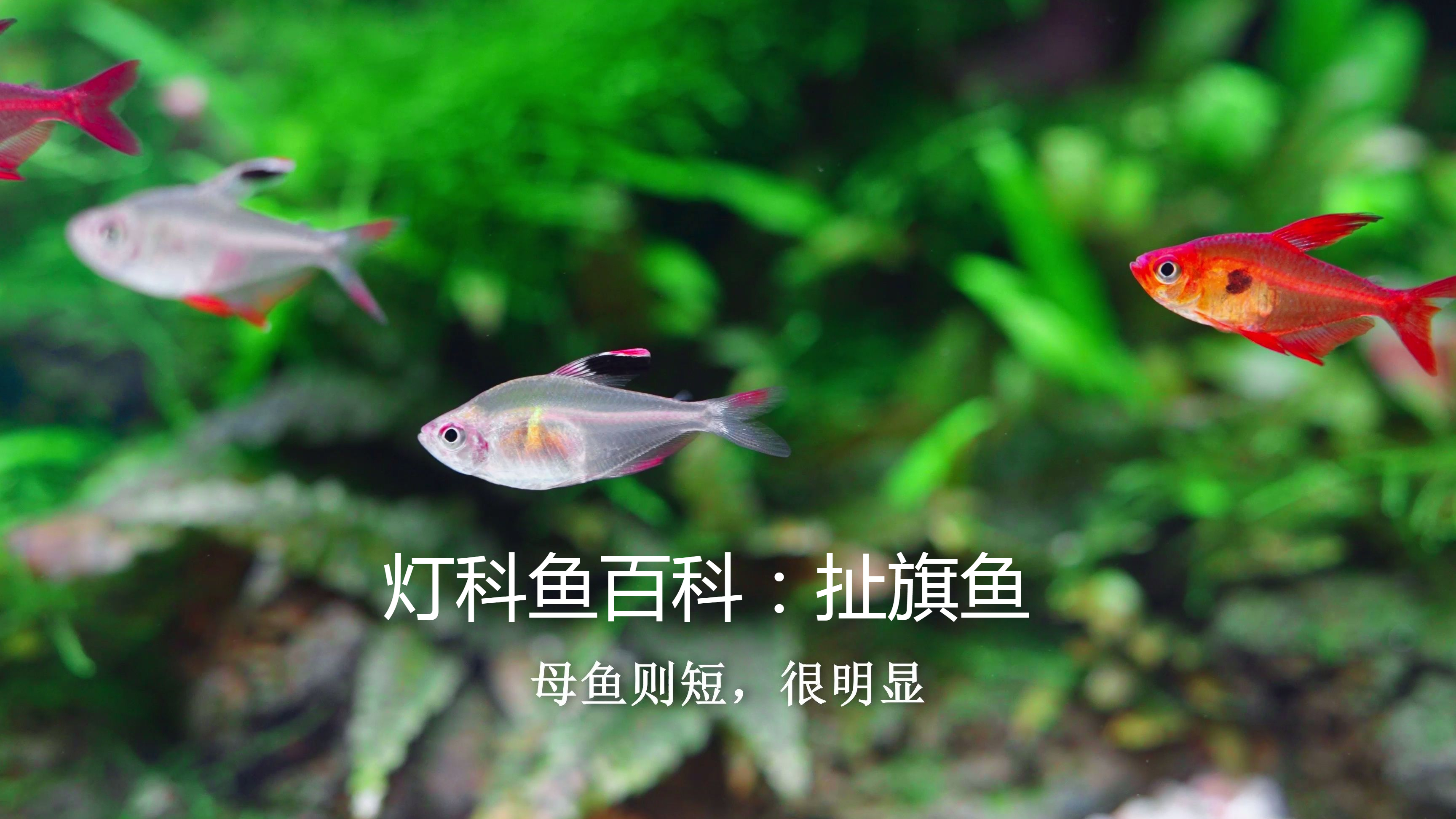 灯科鱼百科:扯旗鱼|白翅玫瑰扯旗、玫瑰扯旗鱼,红衣梦幻扯旗