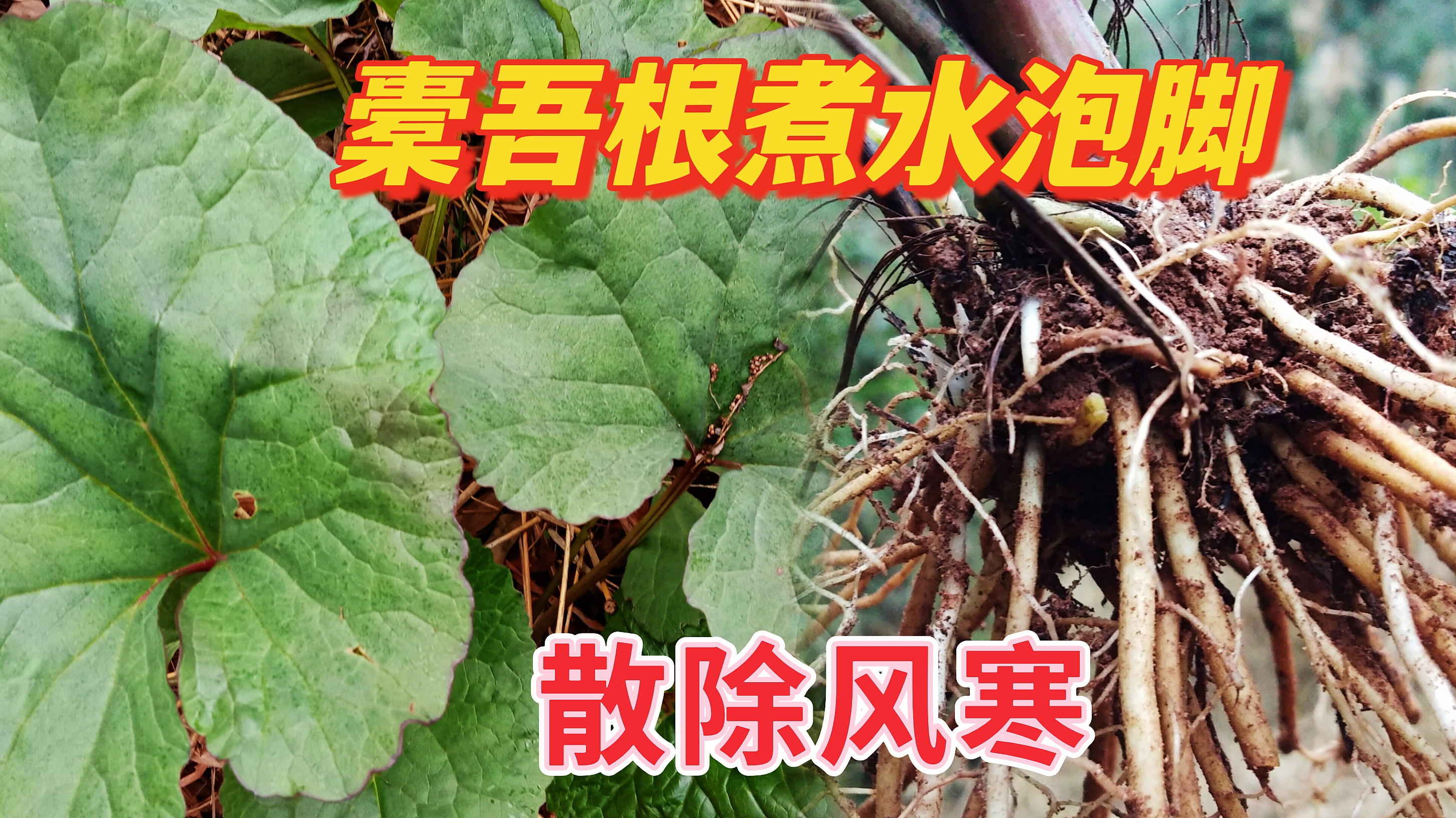 农民叫“大马蹄叶”,橐吾的叶子能吃吗?根煮水泡脚散除风寒