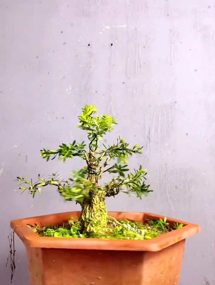 独一无二的矮霸黄杨盆景,枝干的柱状决定基础,彰显盆景的韵味-度小视