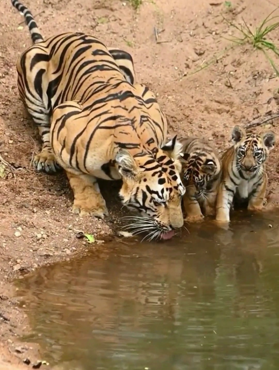 世上只有妈妈好,母老虎带俩个宝宝喝水了