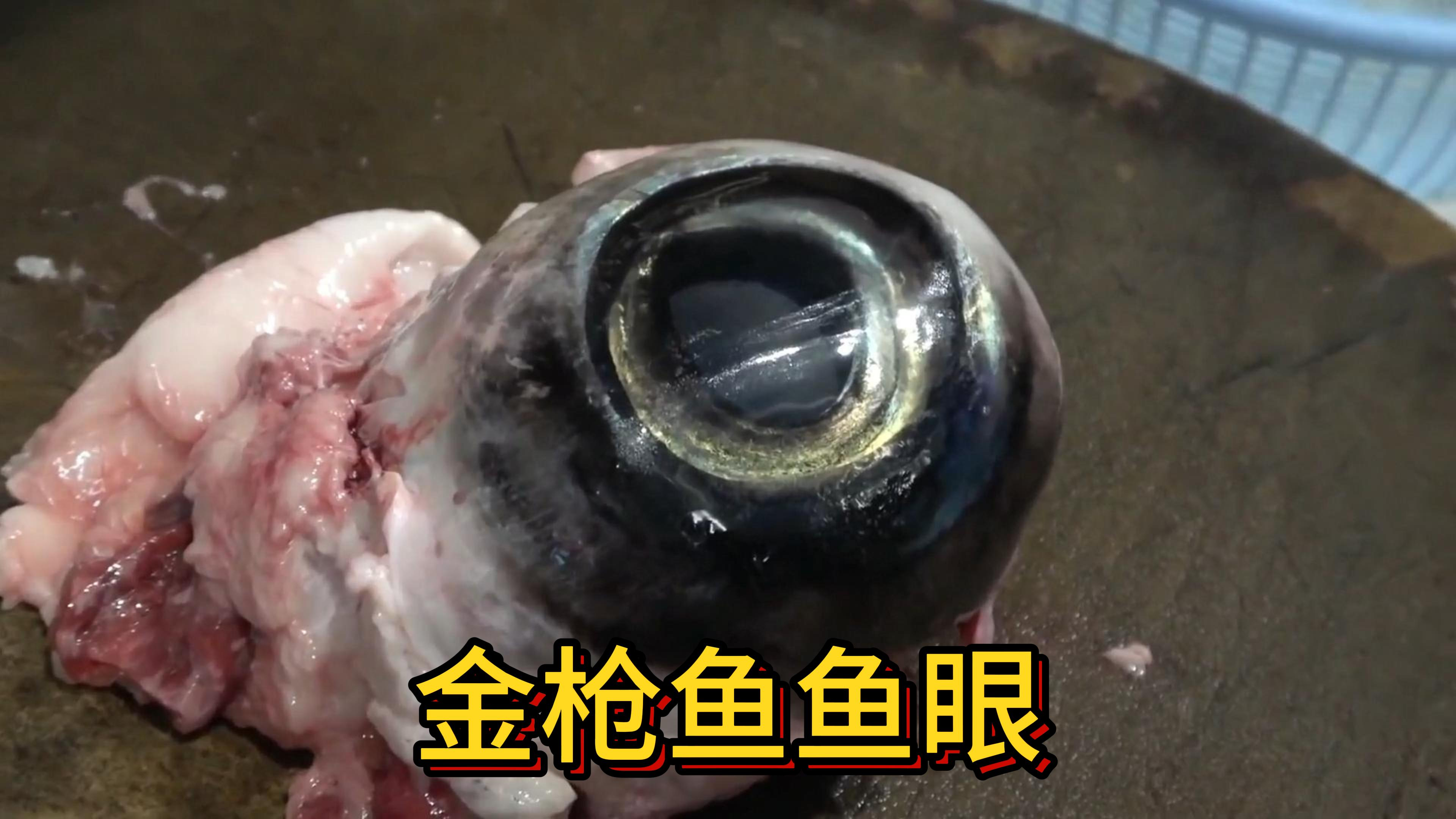 蓝鳍金枪鱼最美味且有营养的部位莫过于鱼眼