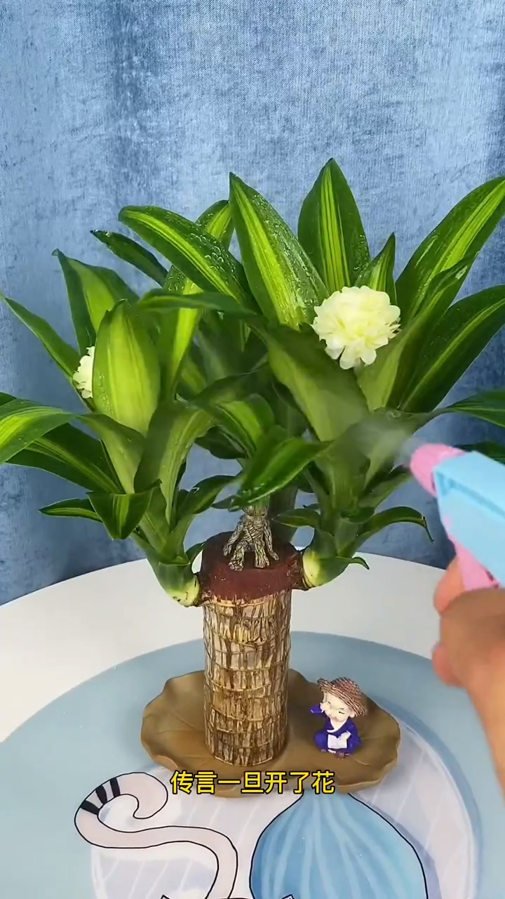 巴西木又叫幸运木,传言说一旦开花就能遇到幸运的事情