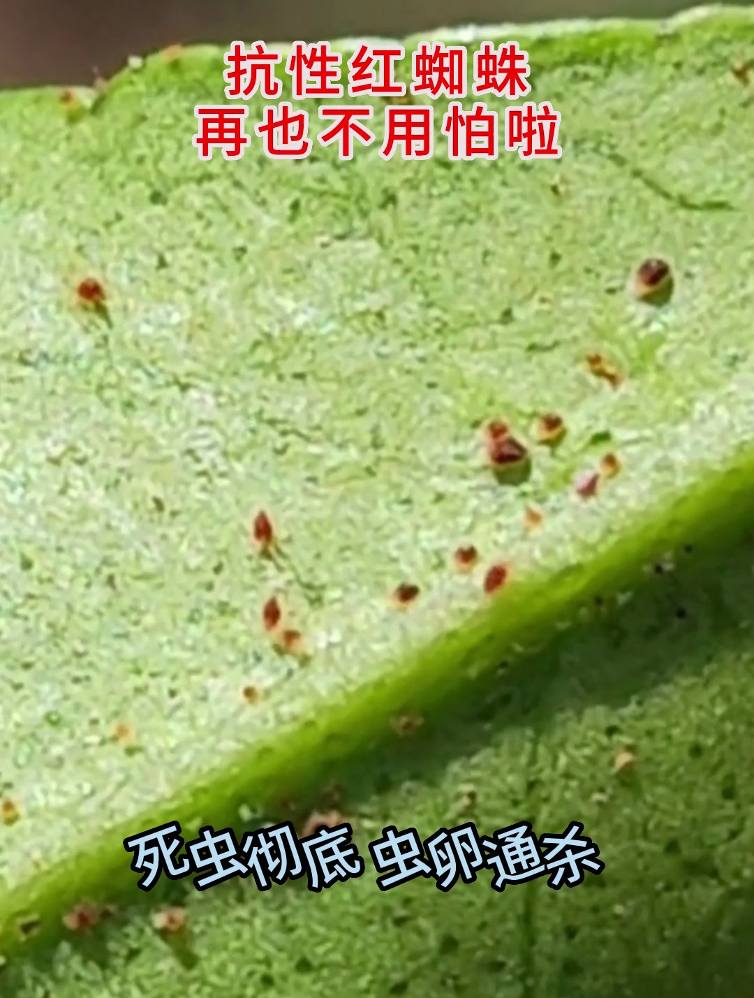 红蜘蛛怕醋图片