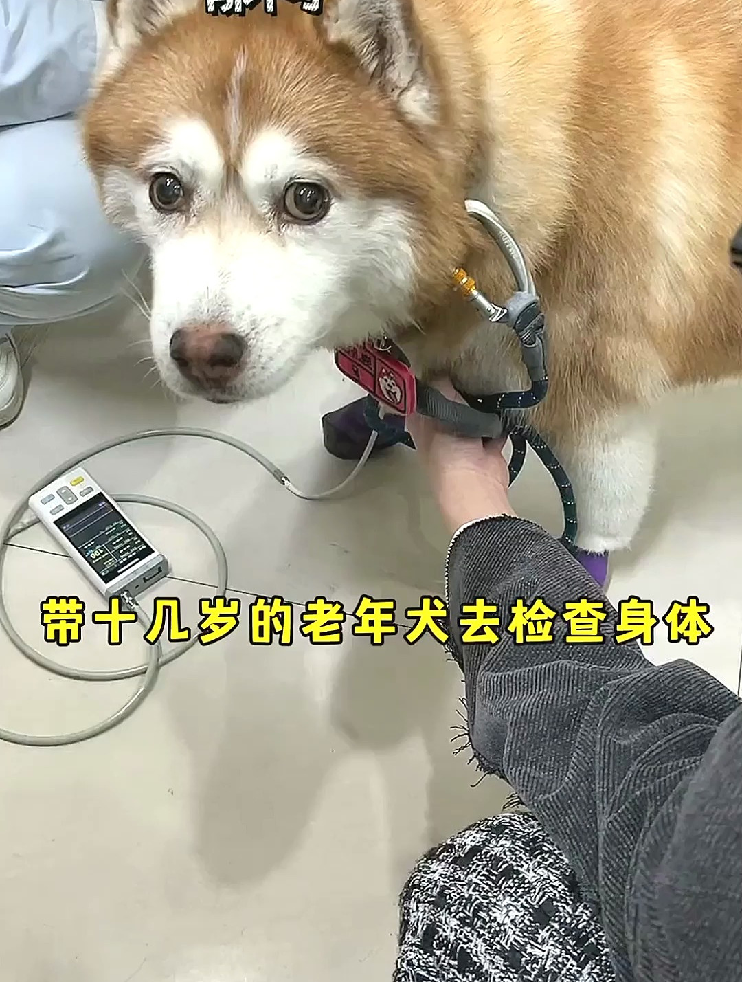 家人们我真的蚌埠住了哈礼鹿每次检查身体我都 萌宠 狗狗