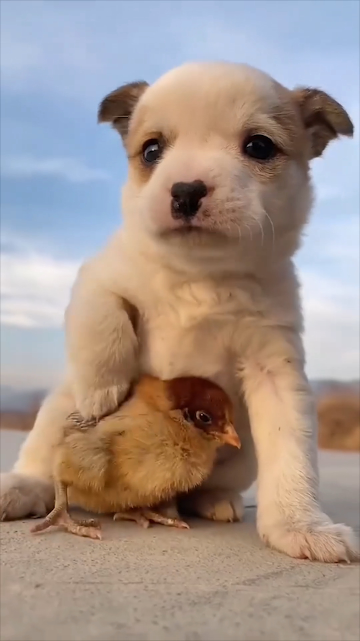 可爱萌宠,狗狗与鸡的温暖瞬间