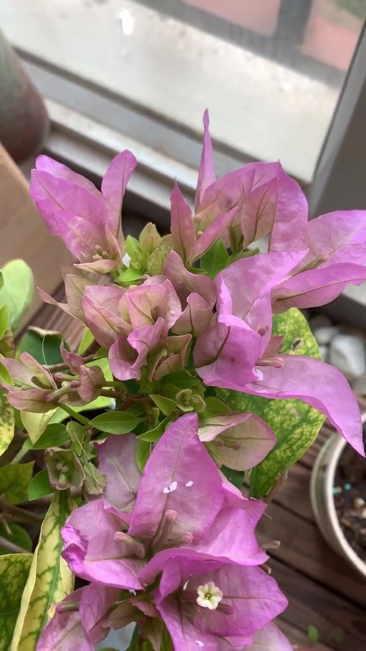 一起养花吧丨三角梅丽娜