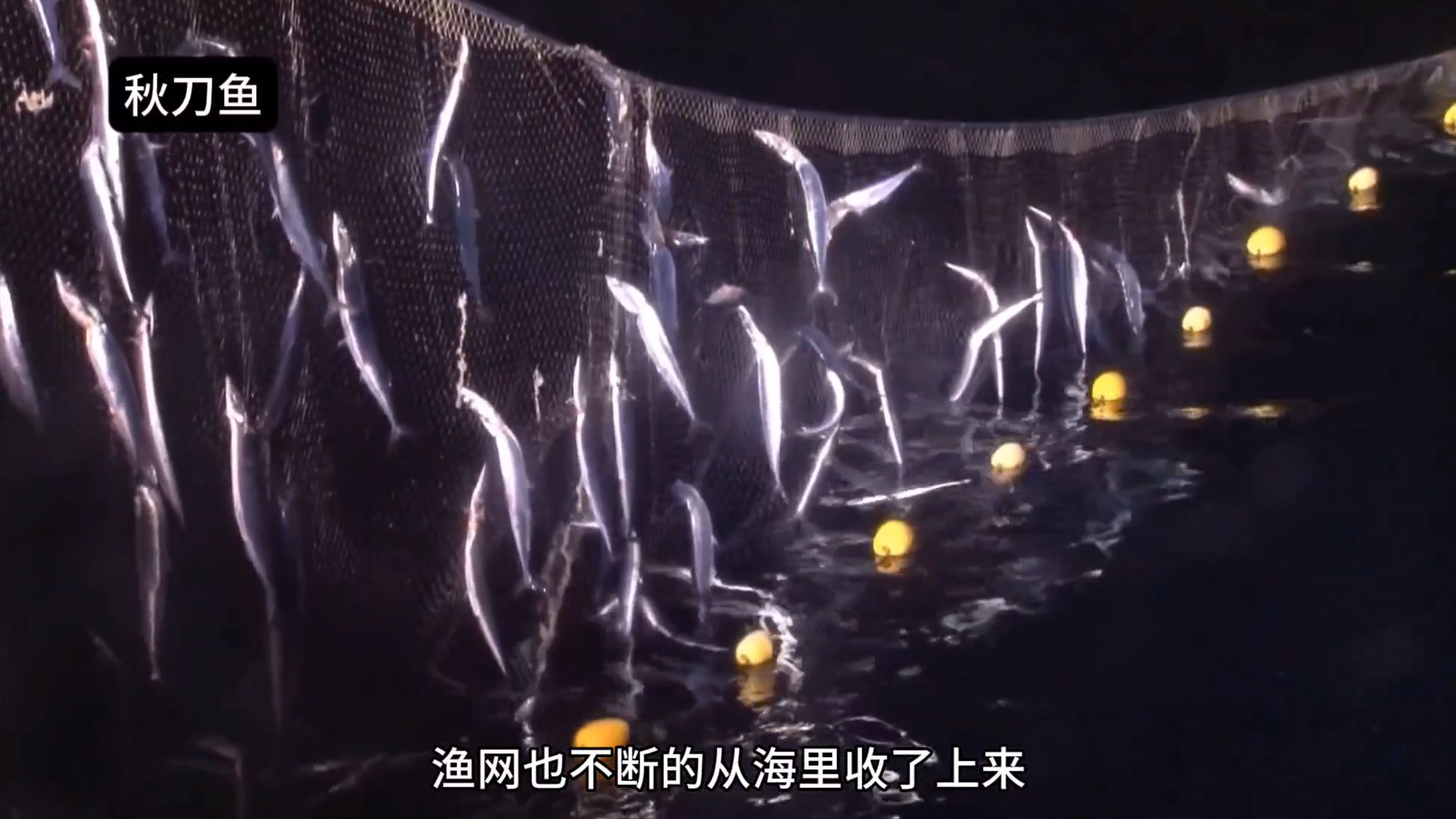 用七公里长的粘网捕捉秋刀鱼,第一网就爆网,一网就装满整个船舱