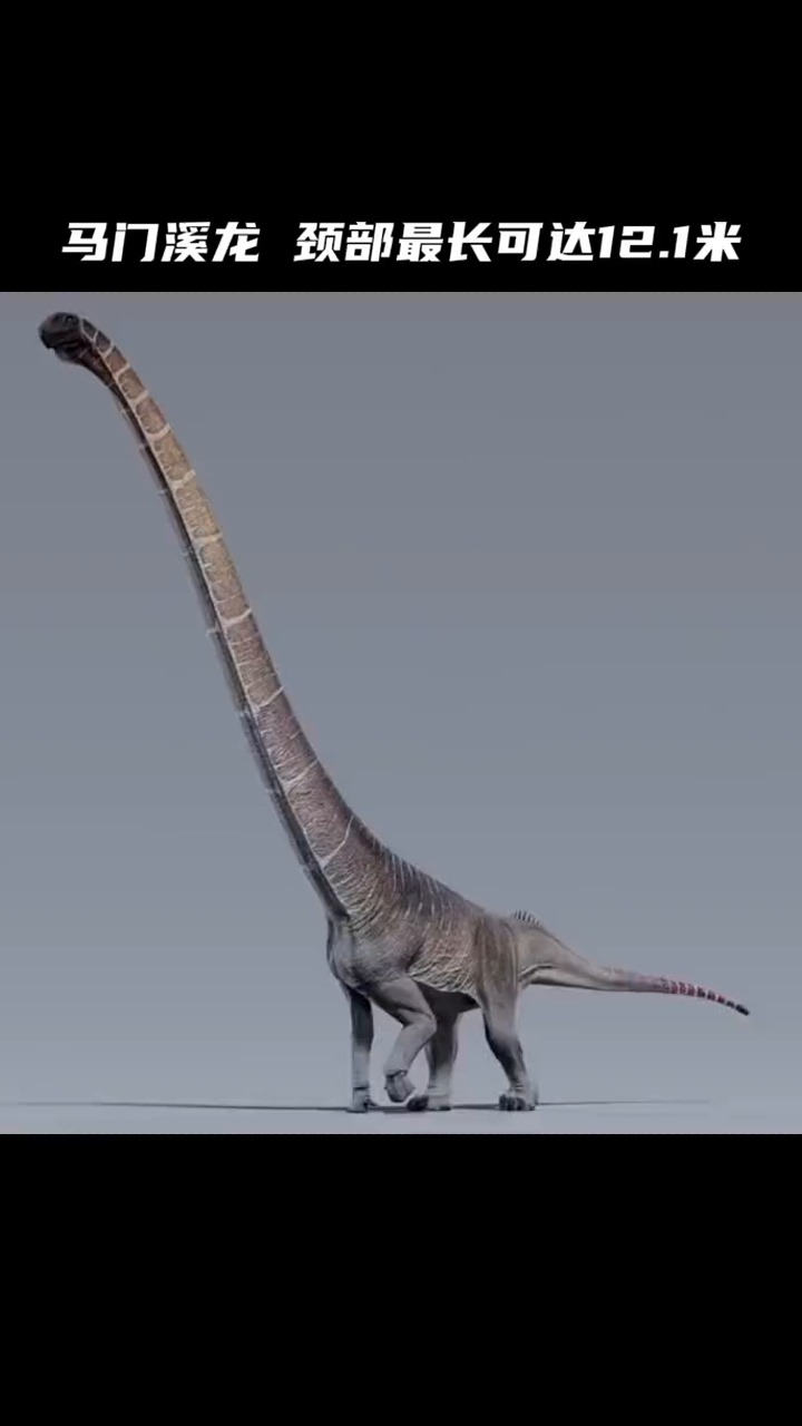 马门溪龙的头颈最长可达12.1米,食物还没来得及到胃里就饿死了