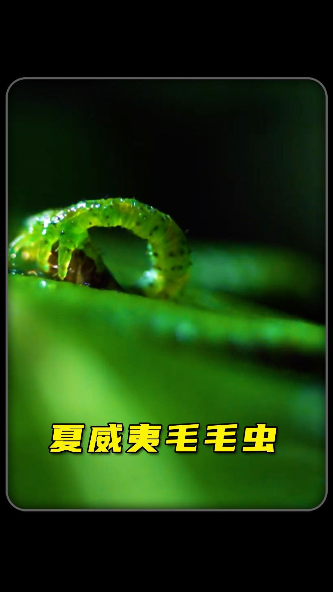 夏威夷毛毛虫捕猎的方式