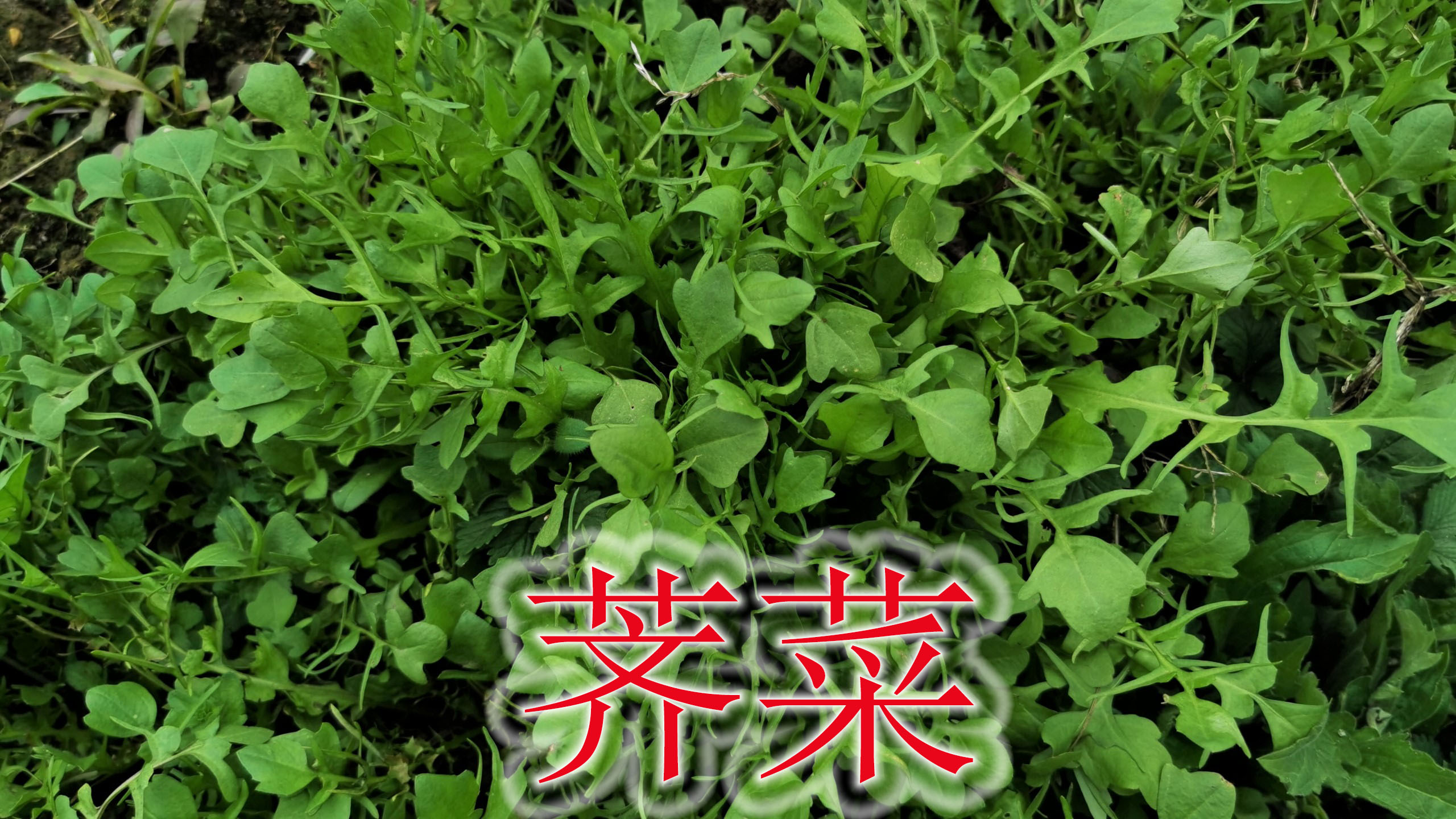 农村药食同源的“荠菜”,民谚“三月三当灵丹”,农民当野菜食用