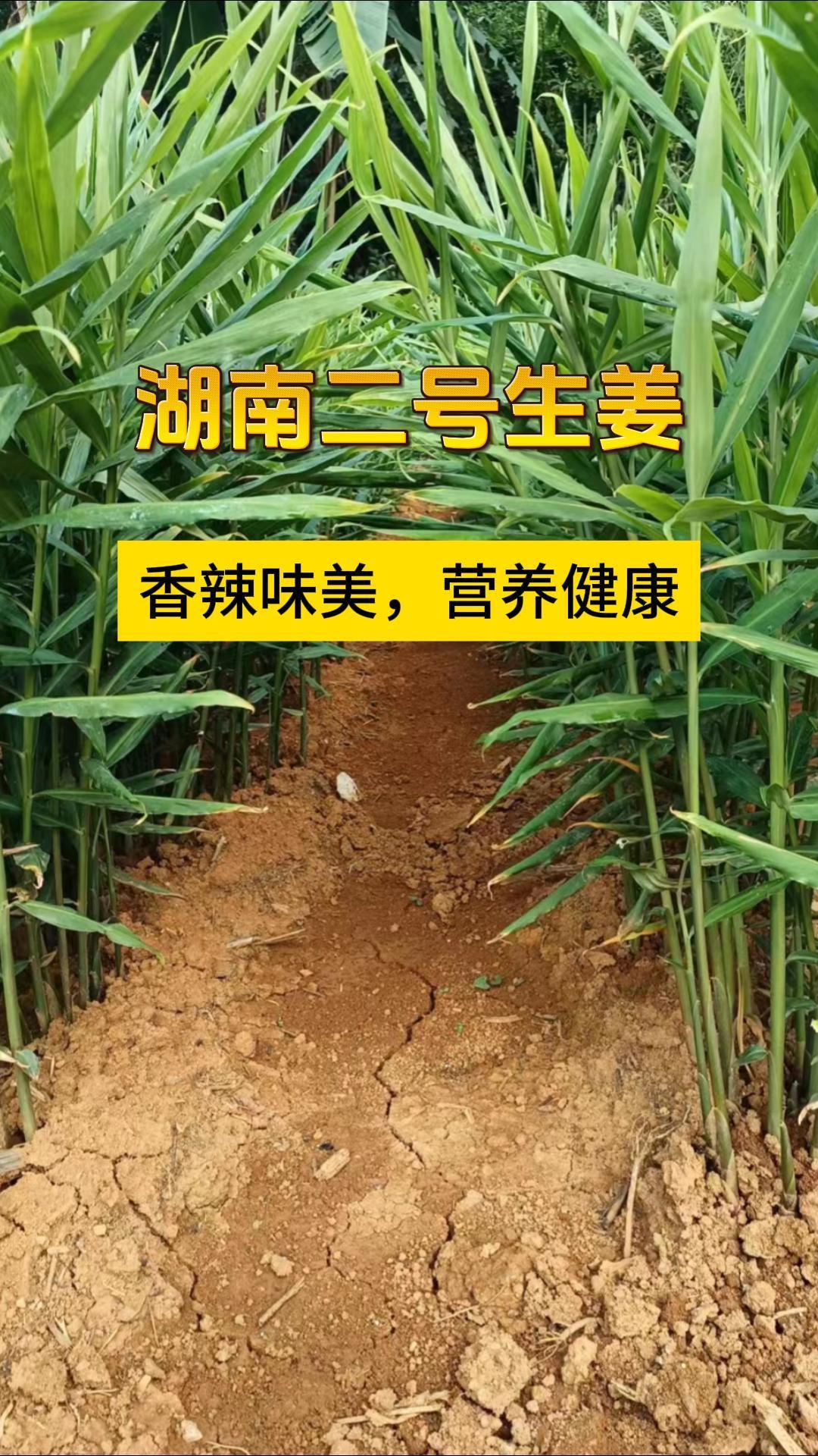 湖南二号生姜:香辣味美,营养健康