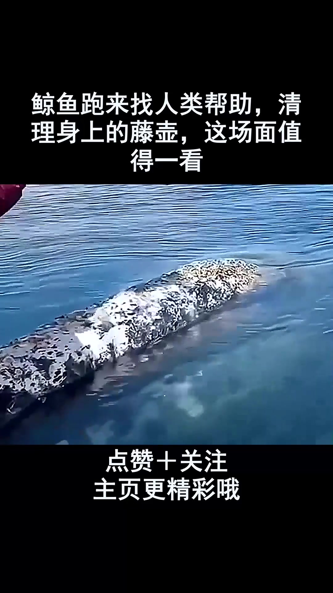 鲸鱼跑来找人类帮助,清理身上的藤壶,这场面值得一看
