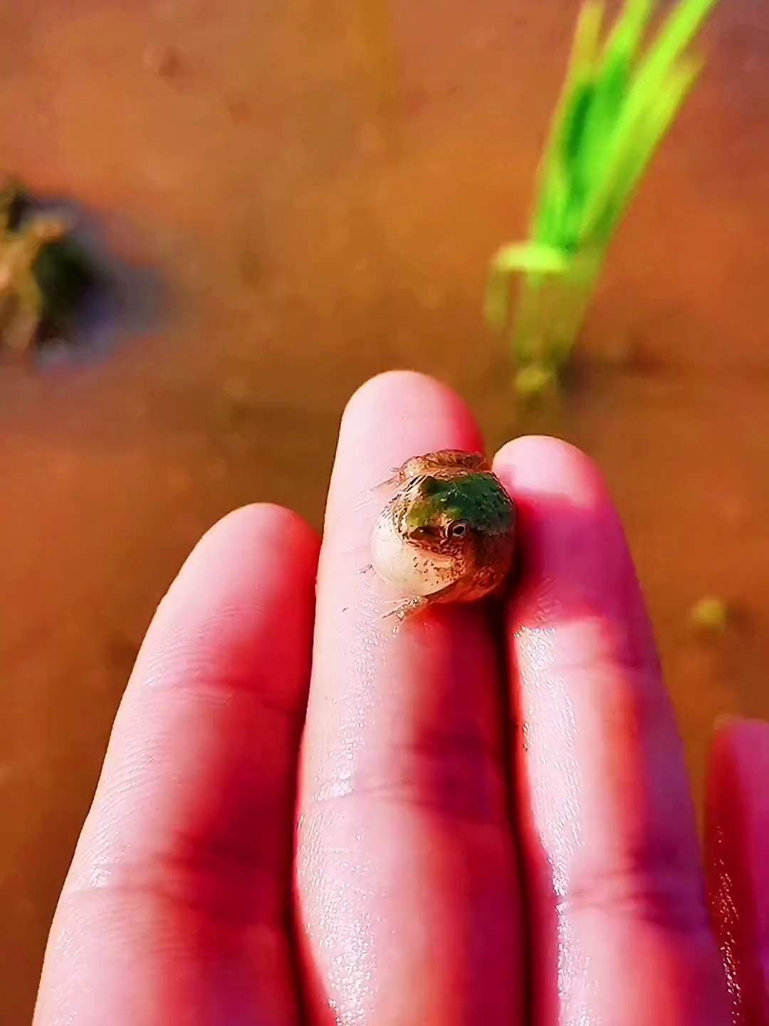 刚登录就生病的小青蛙也不知道它现在怎么样了奇妙的动物