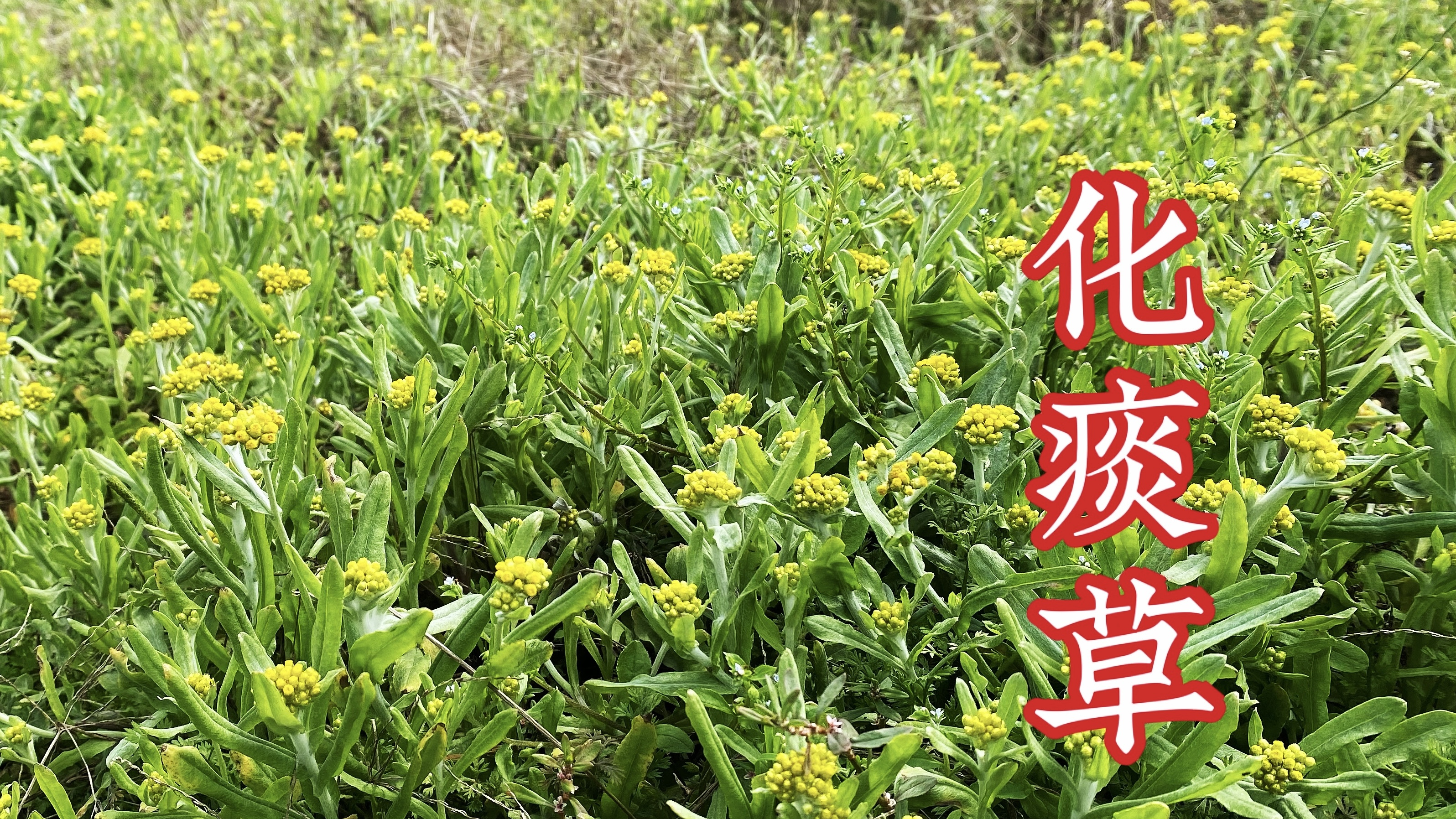 用途广泛的“鼠曲草”,很多人用途制作美食,赶紧了解一下吧