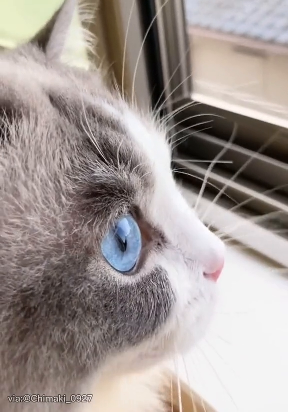 拥有天使侧颜的布偶猫