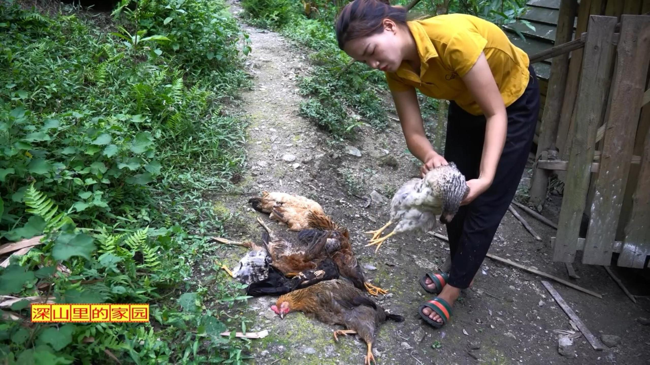 家园遭遇重大打击,鸡群躺了一地!这怎么回事?