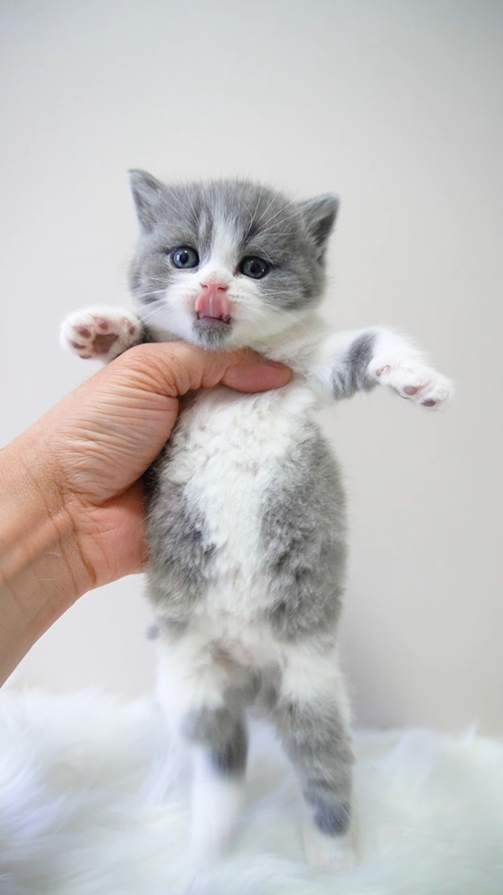 英短蓝白猫咪700元