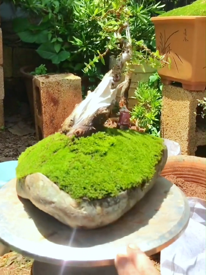 在家闲着没事给培养四年的鬼柳换盆造型后焕然一新