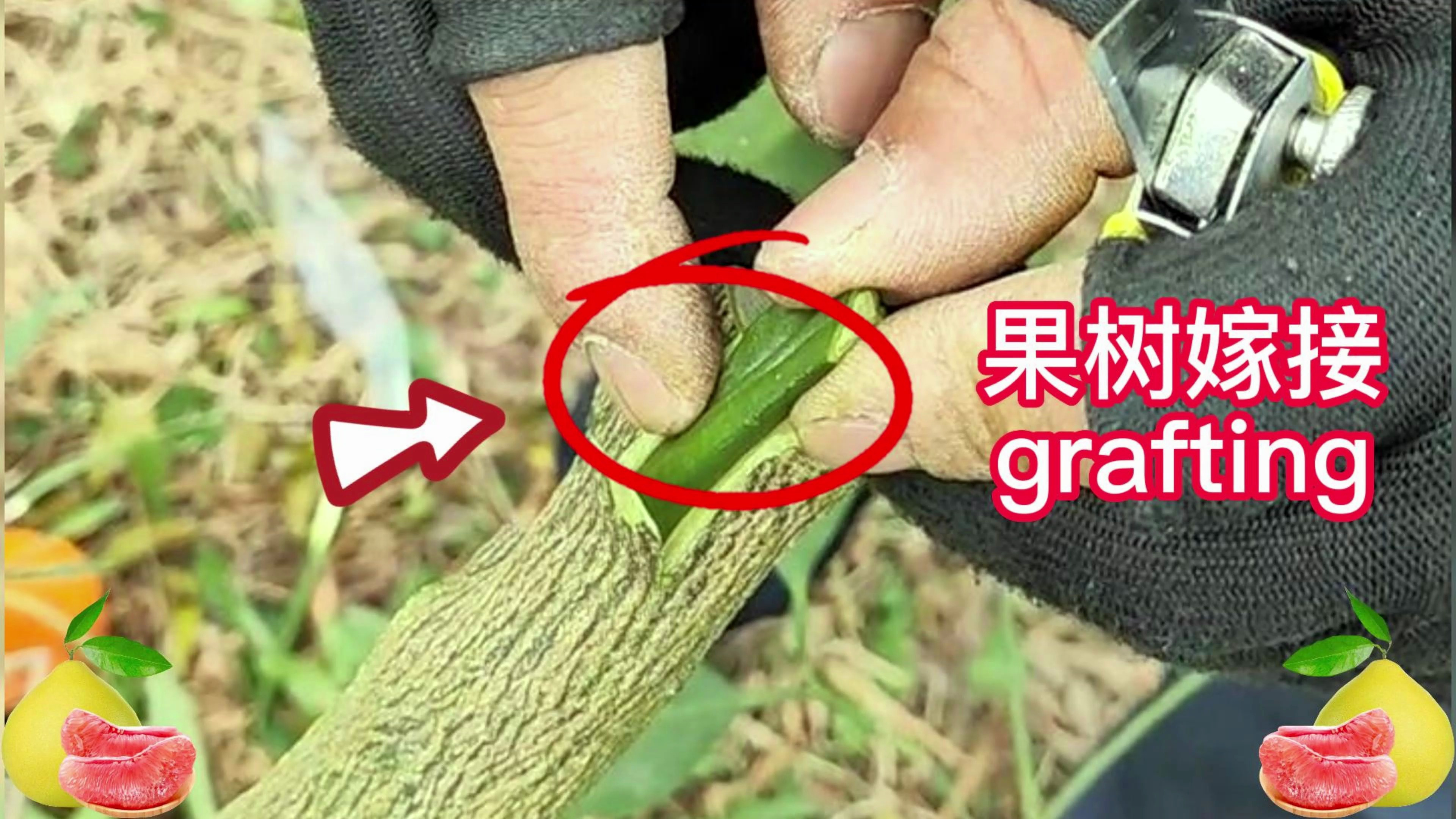 1分钟教你如何嫁接柚子(柑橘)果树?采用芽片嫁接,简单易学