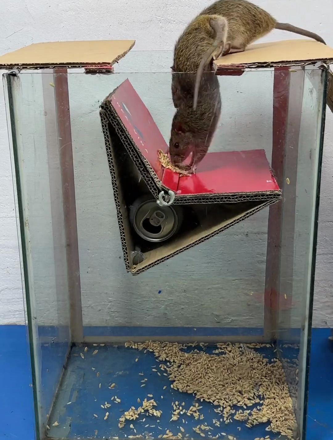 使用纸皮和废旧玻璃鱼缸简单制作成的捕鼠神器,老鼠一抓一个准!