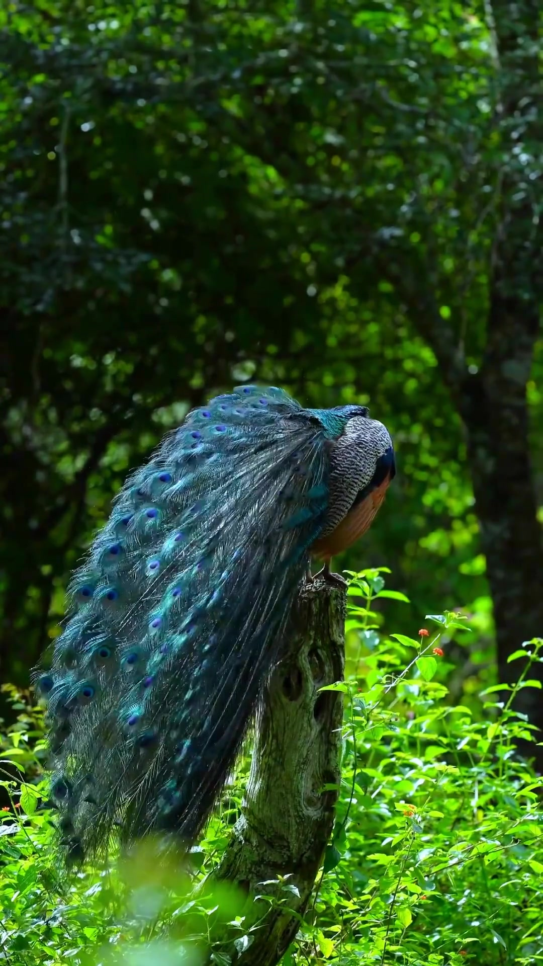 非常漂亮的孔雀在梳理羽毛