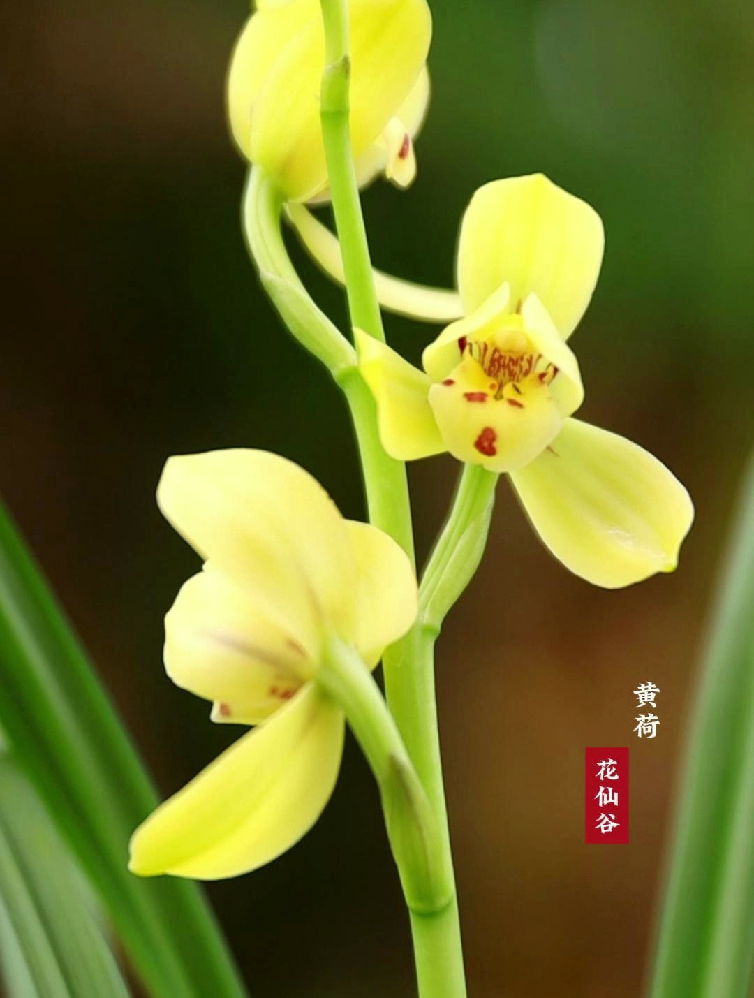 春兰的黄荷是真的很惊艳