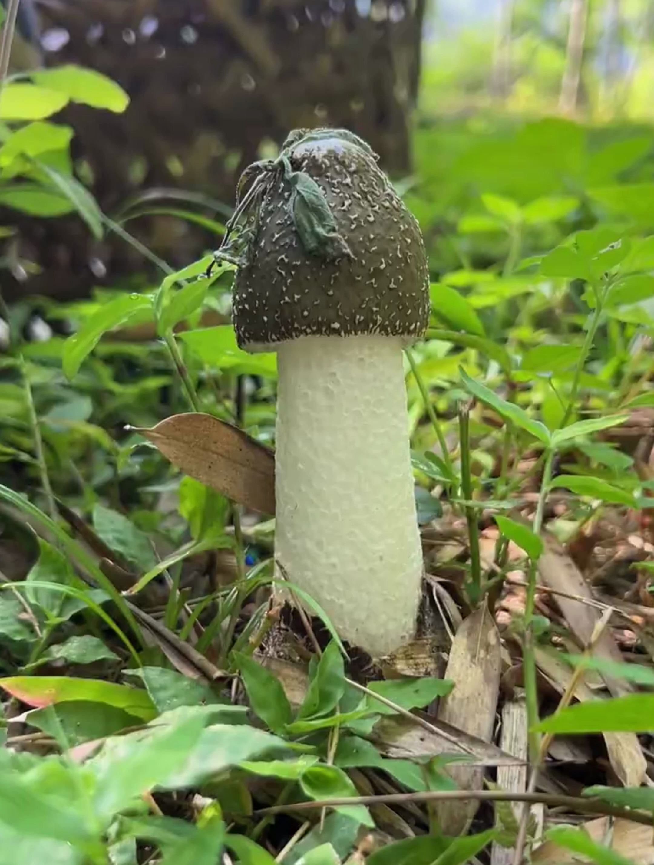 竹林里蘑菇也太多了吧